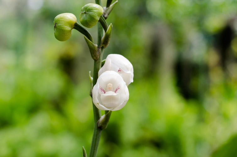 En truet skønhed: Peristeria elata